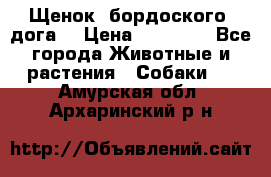 Щенок  бордоского  дога. › Цена ­ 60 000 - Все города Животные и растения » Собаки   . Амурская обл.,Архаринский р-н